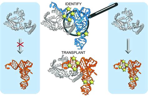 Nar Breakthrough Trna Shape Is An Identity Element For An Archaeal