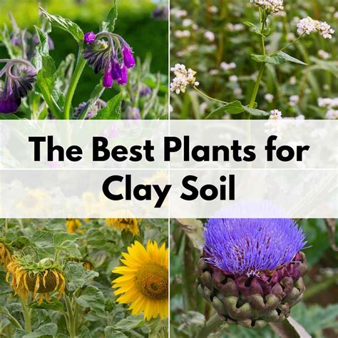 Plants That Grow In Shade And Clay Soil At Florence Williams Blog