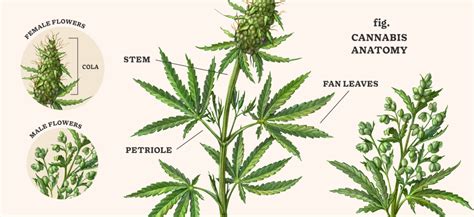 The Anatomy Of A Cannabis Plant