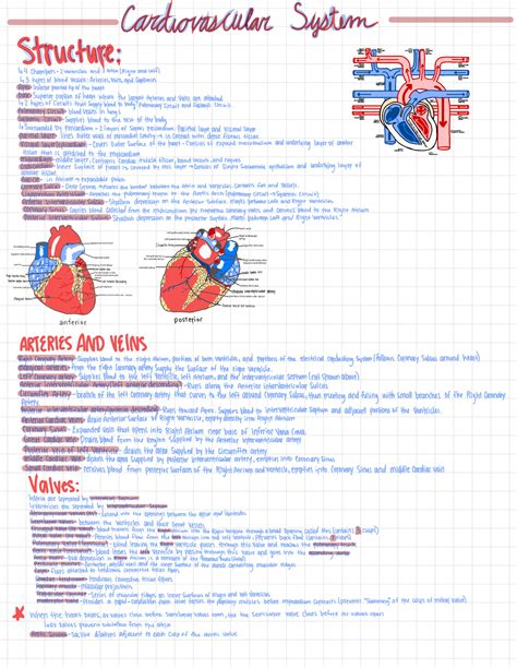 Solution Anatomy And Physiology 2 Cardiovascular System Notes Studypool