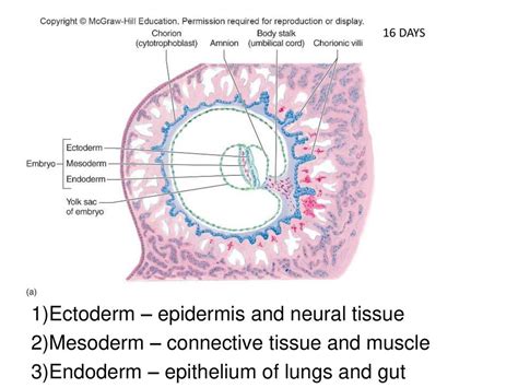 Reproductive System 2 Lecture Ppt Download