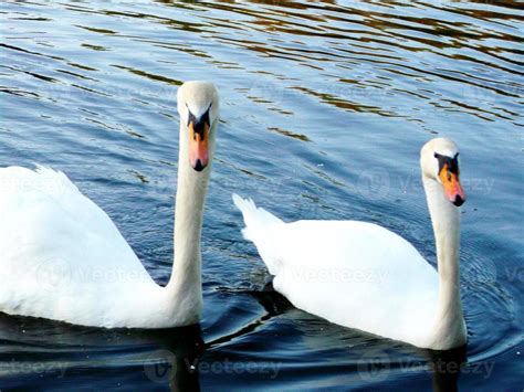 Dos Cisnes Blancos Nadan En Un Estanque Foto De Stock En Vecteezy