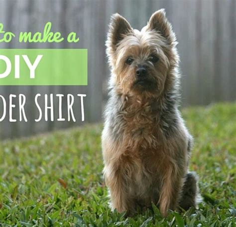 15 DIY Dog Sweater Designs: Homemade Sweaters For Your Pup!