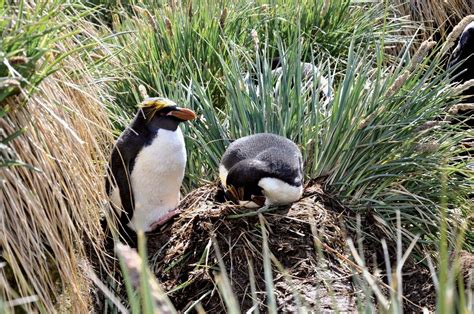 Macaroni penguin | Antarctic Bird Species | Britannica