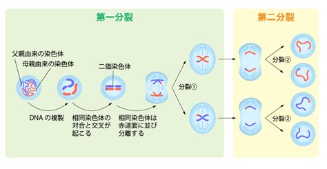 有糸分裂と減数分裂の段階