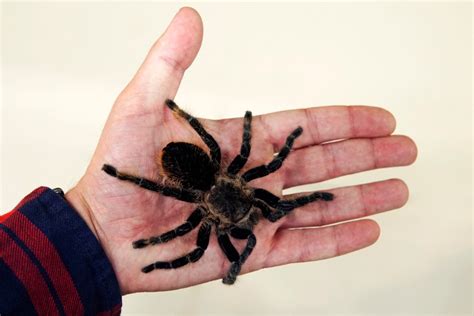 Aranha caranguejeira habitat picada perigo Mundo Educação