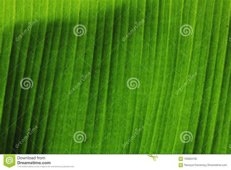 Close Up Banana Green Leaves Stock Photo Image Of Plant Tropical