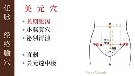 27 长期腹泻 关元穴 经络腧穴学 孟向文 天津中医药大学 Youtube