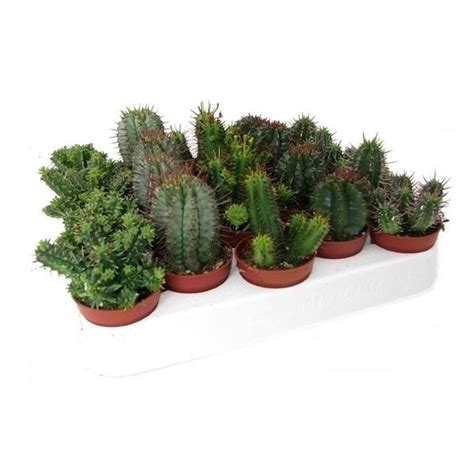 Euphorbia Mix Cm Pot Urban Plant Life