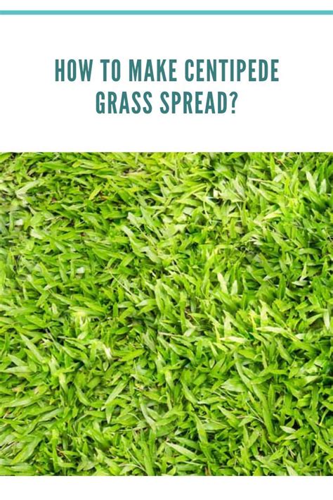 How To Make Centipede Grass Spread Complete Guide