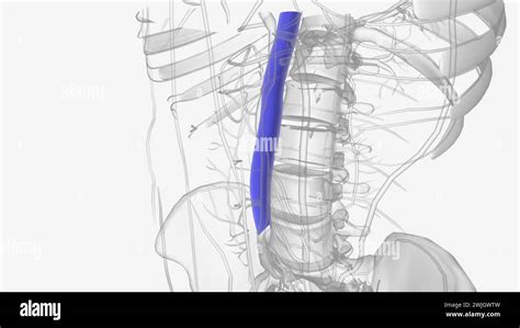 He Inferior Vena Cava Ivc Is The Largest Vein Of The Human Body 3d