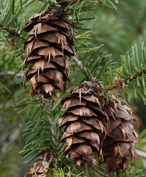 Douglas Fir Tree Needles