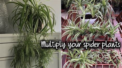 How To Propagate A Spider Plant 4 Ways On How To Multiply Your Spider Plants Youtube