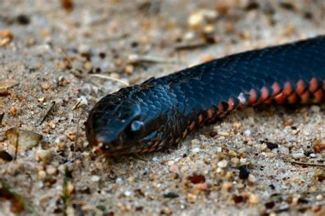 Red Bellied Black Snake Australian Animals