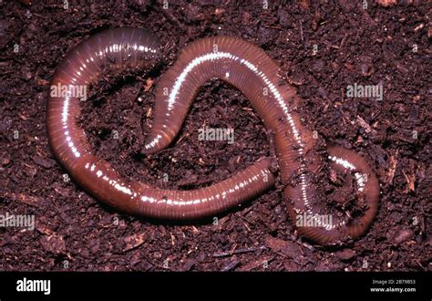 Anatomy Of The Earthworm Hi Res Stock Photography And Images Alamy