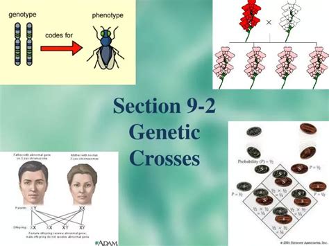 Ppt Section 9 2 Genetic Crosses Powerpoint Presentation Free