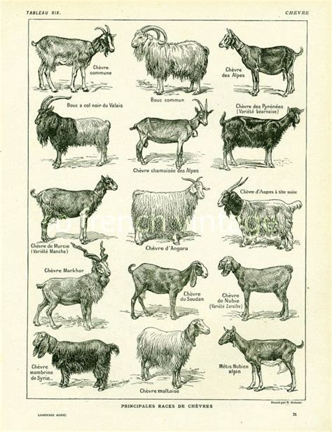 Antique Domestic Goat Print Farming Vintage French Print