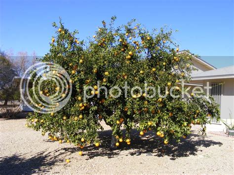 Bountiful Orange Tree In Arizona Photo By Kavisho9 Photobucket