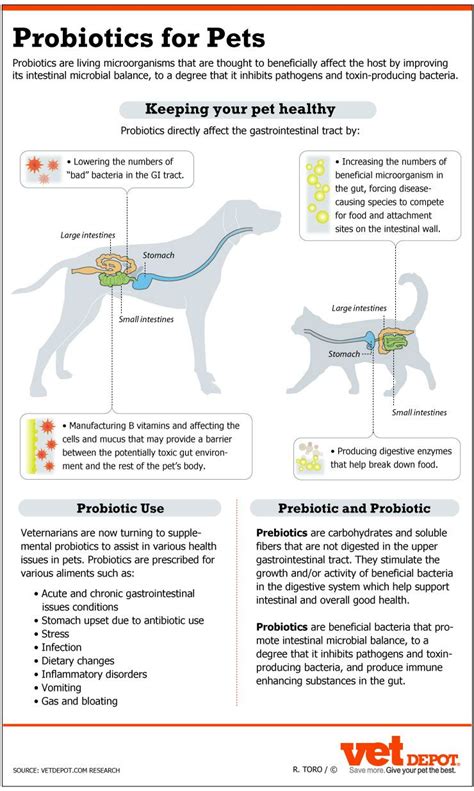 25+ bästa Cat diseases idéerna på Pinterest