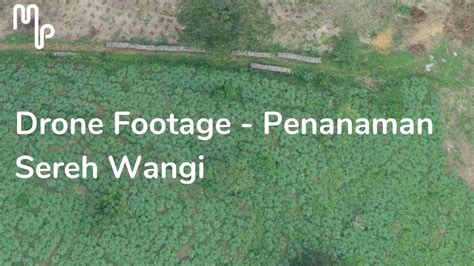 Drone Footage Penanaman Sereh Wangi Youtube