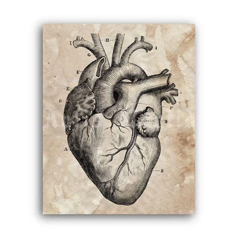 Printable Human heart diagram – vintage anatomy art print