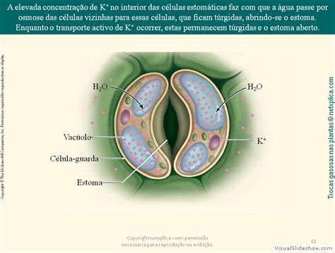 Trocas Gasosas Nas Plantas Generated By Visualslideshow