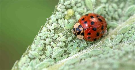 Aphid Control And Treatment: How To Get Rid Of Aphids