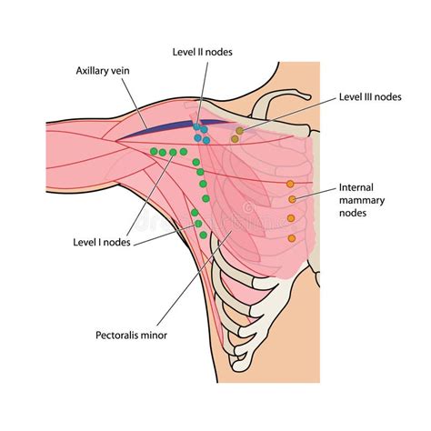 Lymph Nodes Of The Chest And Axilla Stock Vector - Illustration of armpit, drawing: 24595952