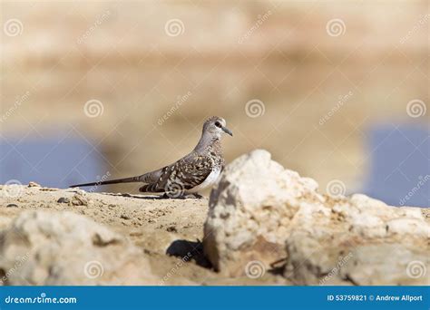 Female Namaqua Dove In Kalahari Desert Stock Image Image Of Africa