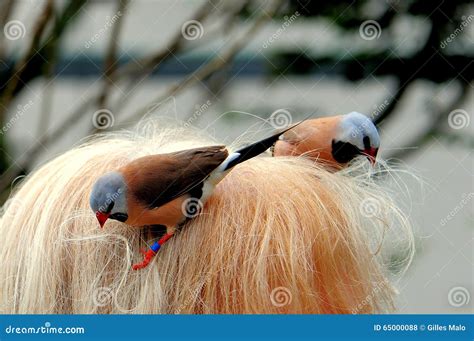 Adult Long-tailed Finches Picking-up Woman Hair Stock Photo - Image of ...