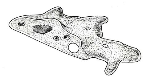 Biological Drawings Structure Of An Amoeba Biology Teaching Resources By D G Mackean