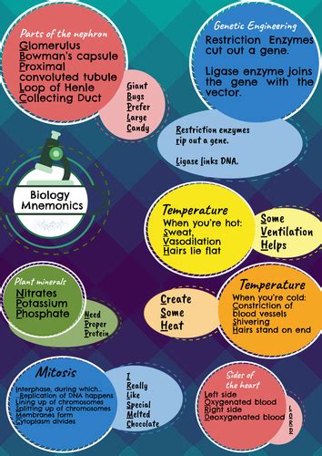 Gcse Biology Mnemonics Liven Up Your Revision Teaching Resources