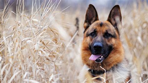 Photo Shaved German Shepherd Gorodprizrak