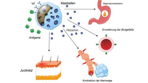 Histamine What Is It And What Does It Do In Our Body Supz Nutrition