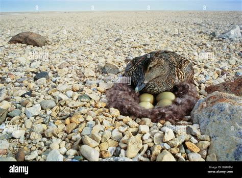 An eider duck brooding on eggs Stock Photo - Alamy