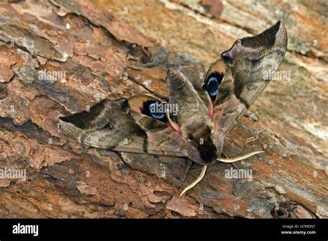 Eyed Hawk Moth Smerinthus Ocellata Noord Holland Netherlands Stock