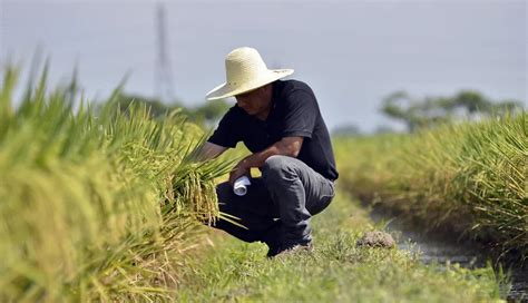 Arroceros del Casanare solicitan rectificación a la Ministra de