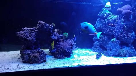 Reef Tank 180 Gallon Youtube