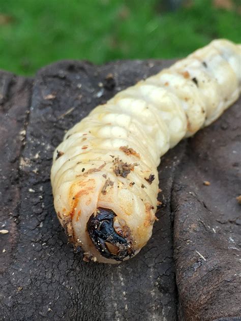 California Root Borer Beetle Larva — Bryan Ribelin