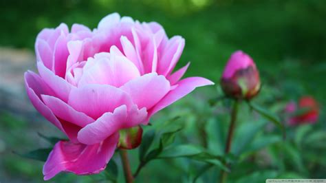 Pink Peonies Wallpaper - WallpaperSafari