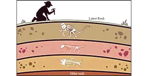 Fossil Record Evidence For Evolution