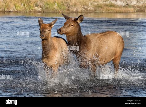 Elk Cow Chasing Yearling Calf Stock Photo Alamy