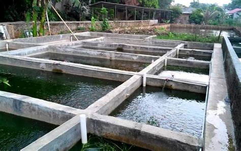 12 Cara Budidaya Ikan Patin Di Kolam Beton Dengan Mudah Di 2021 Kolam