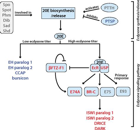 Ecdysone Signaling Underlies The Pea Aphid Transgenerational Wing