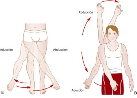 Aducci N Abducci N Abduccion Anatomia Y Fisiologia M Sculo Esquel Tico