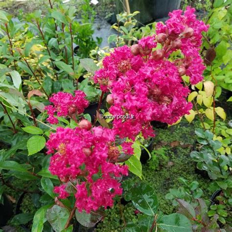 Lagerstroemia Indica Braise D Et C L Tous Les Arbres