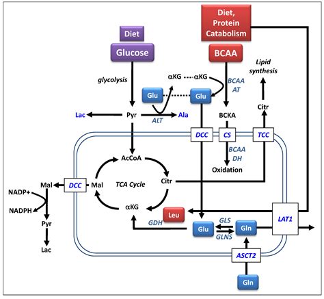 Metabolites Free Full Text The Complex Role Of Branched Chain Amino