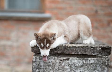 Perrito Lindo Del Retrato Del Husky Siberiano Foto De Archivo Imagen