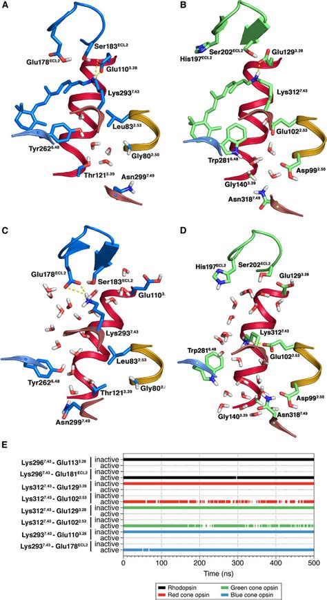 Molecular Models And Md Simulations Of The Blue And Green Cone Opsins