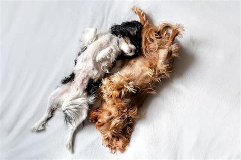 Premium Photo | Two dogs sleeping together on white blanket